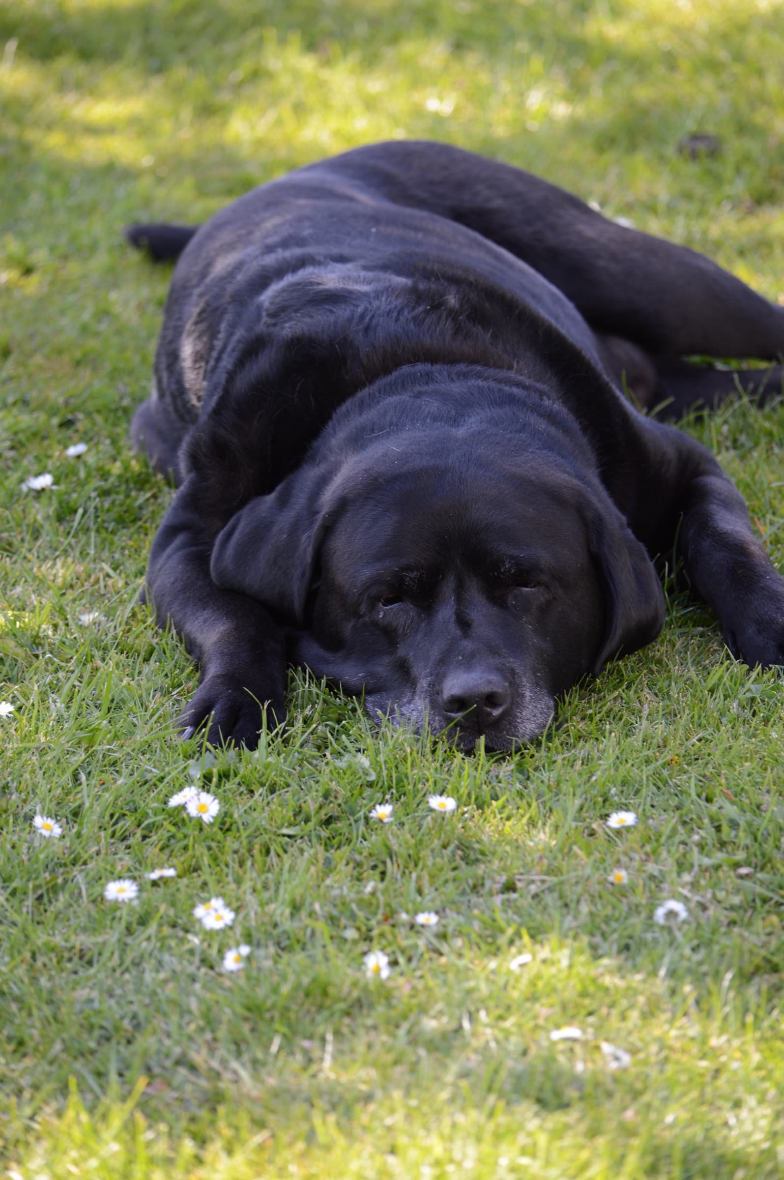 Dog photography by Barry Henderson