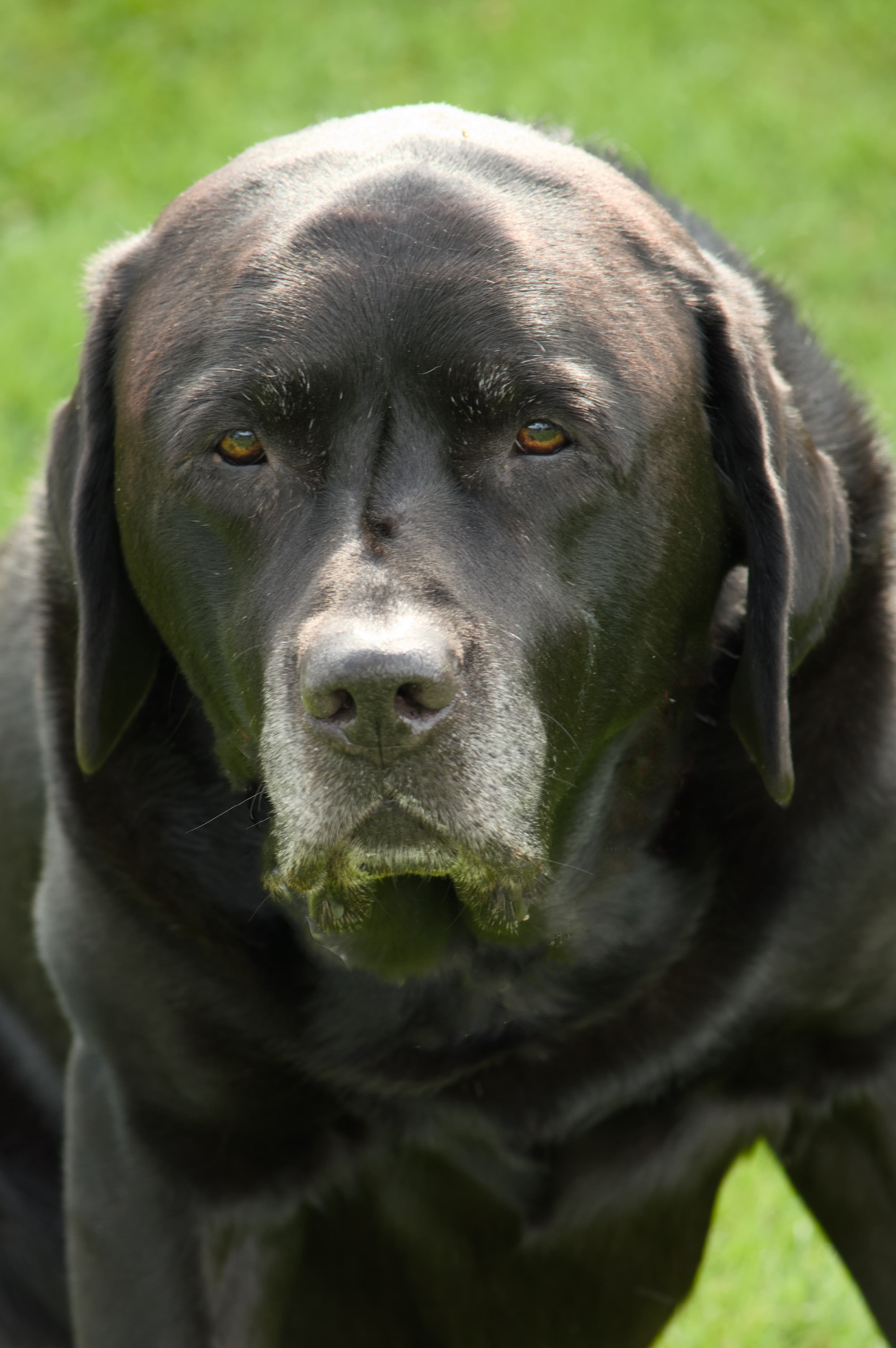 Close portrait of Sparky, a black dog