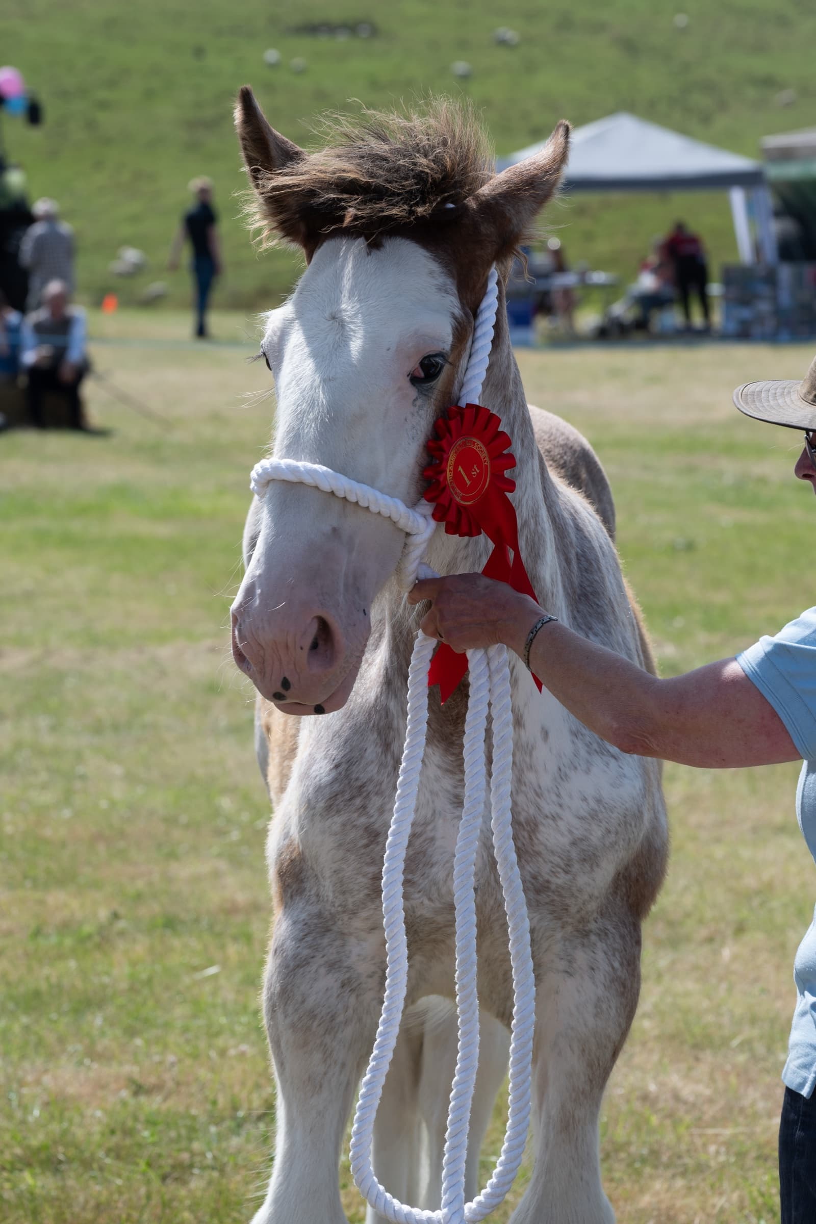 Equestrian photography by Barry Henderson