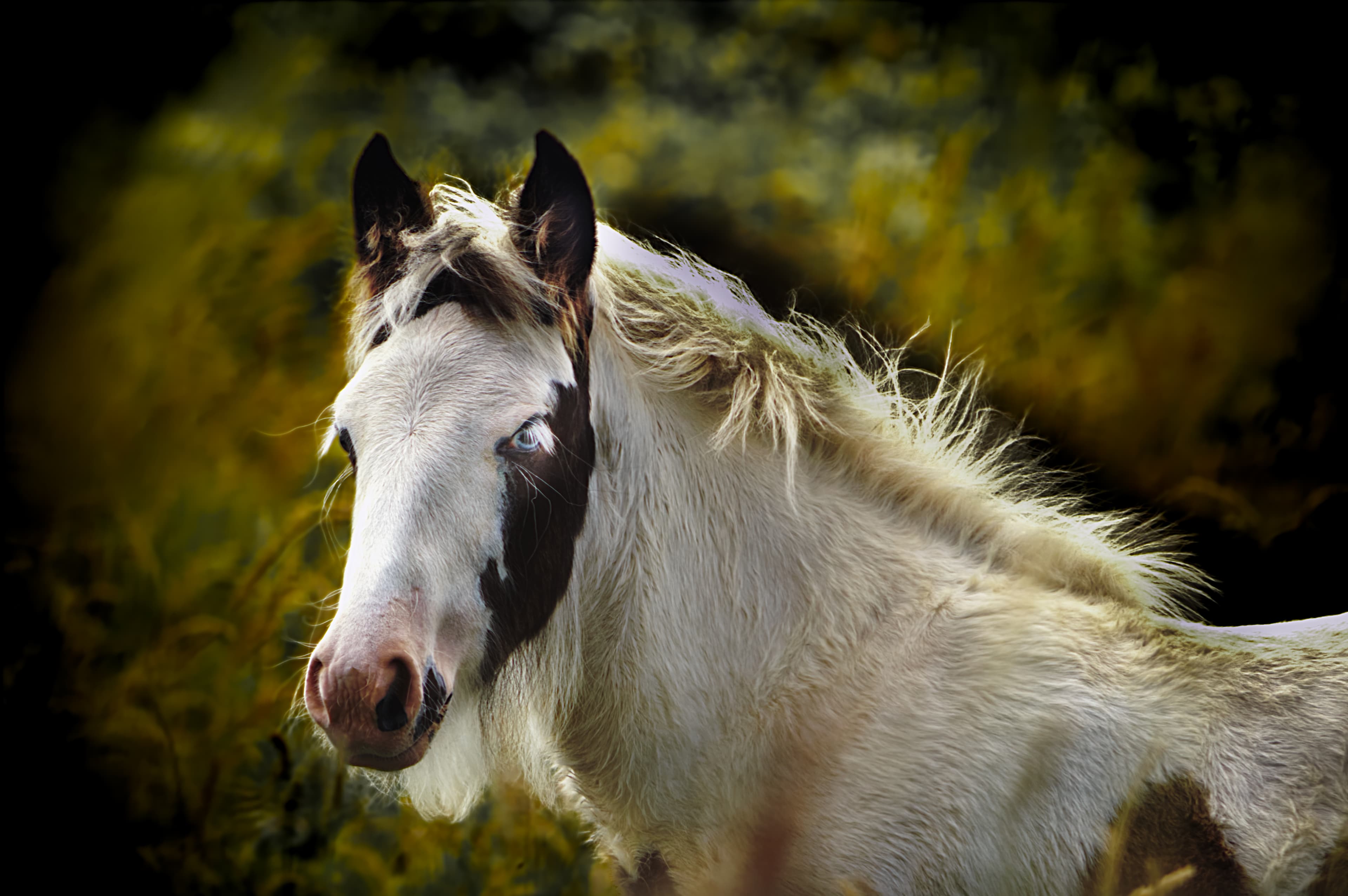 White and brown horse in sunlight