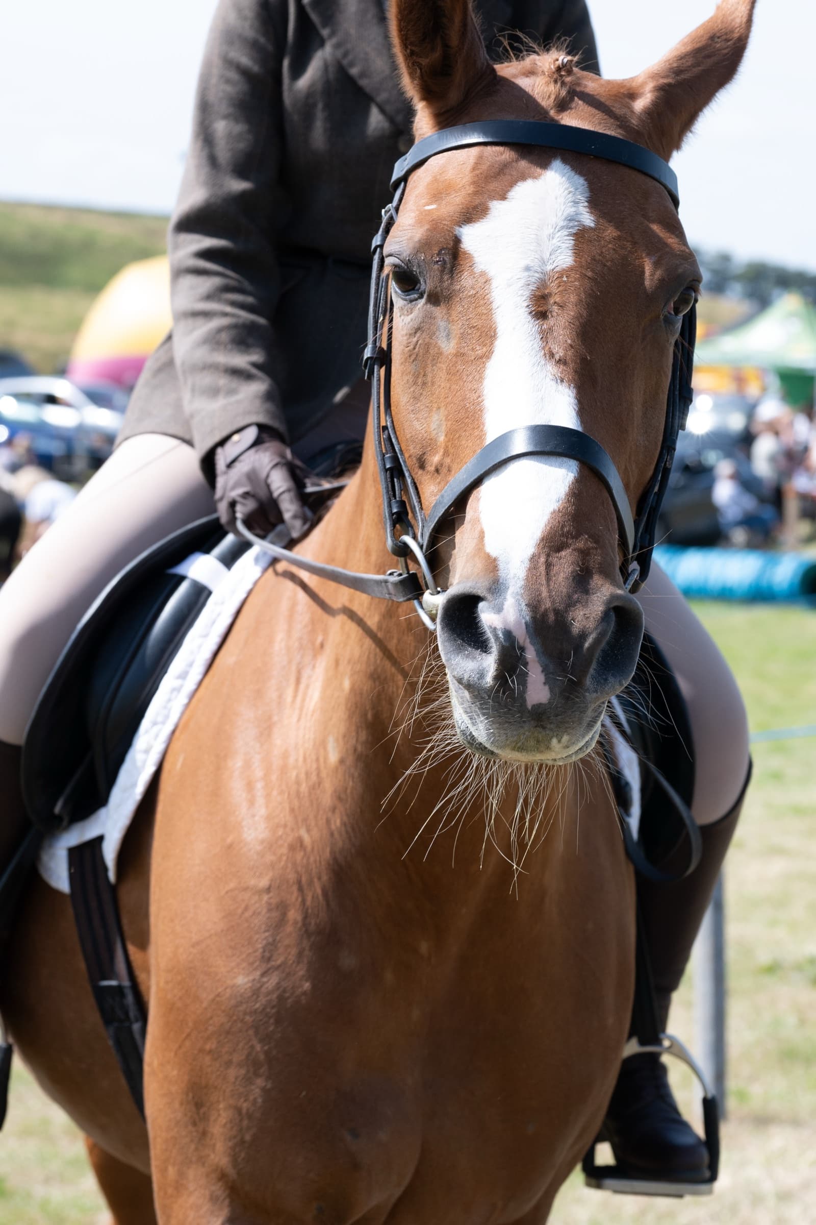 Equestrian photography by Barry Henderson