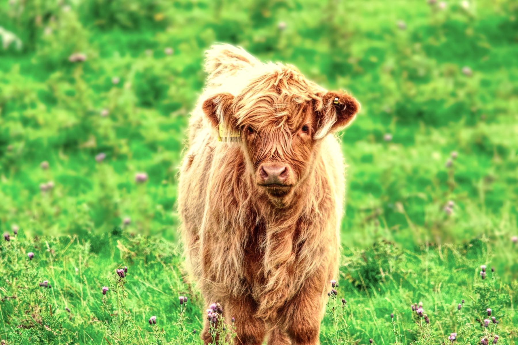 Highland cow standing in a field photograph available as a professional print