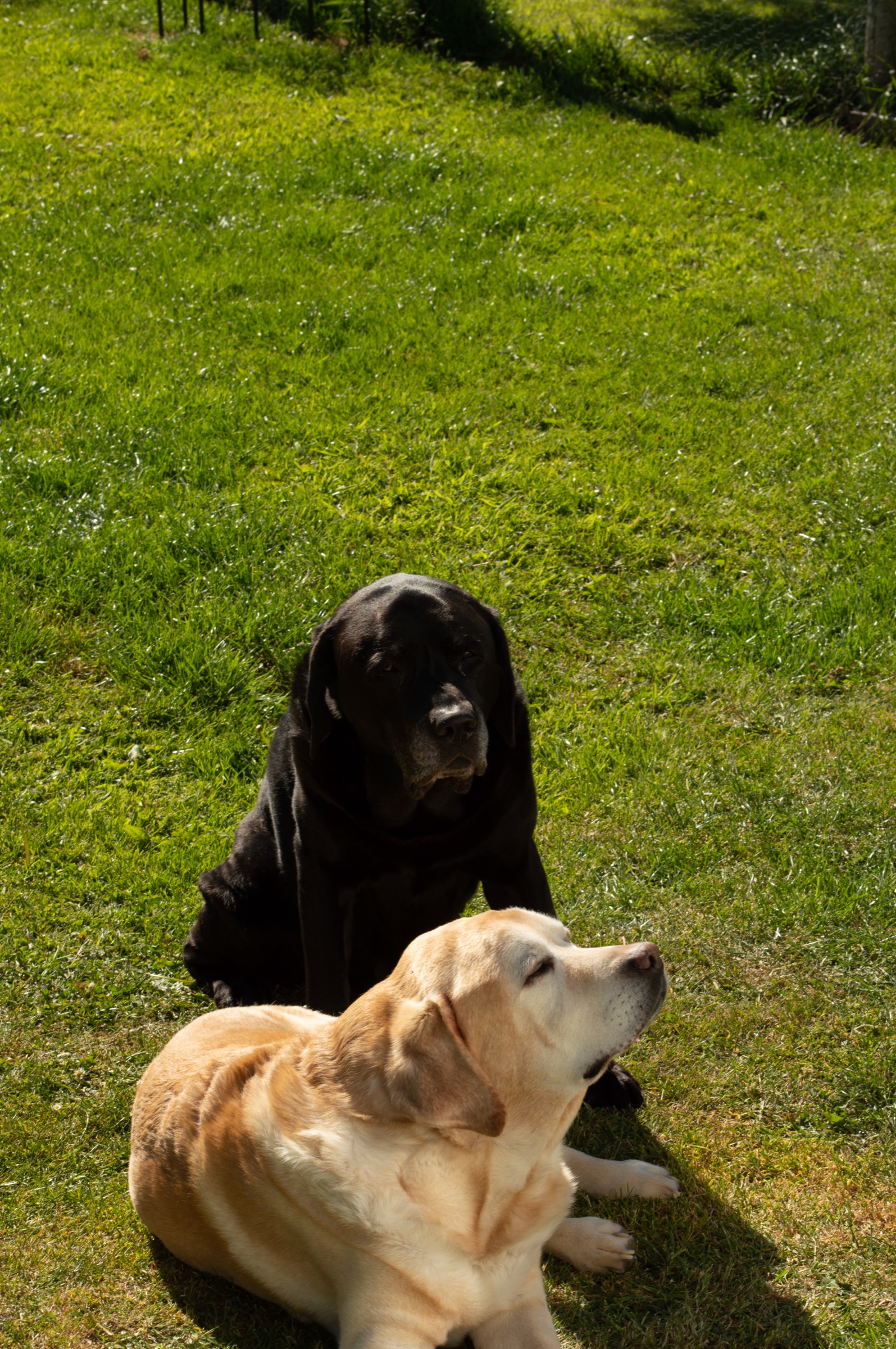 Natural outdoor portrait of DJ and Sparky