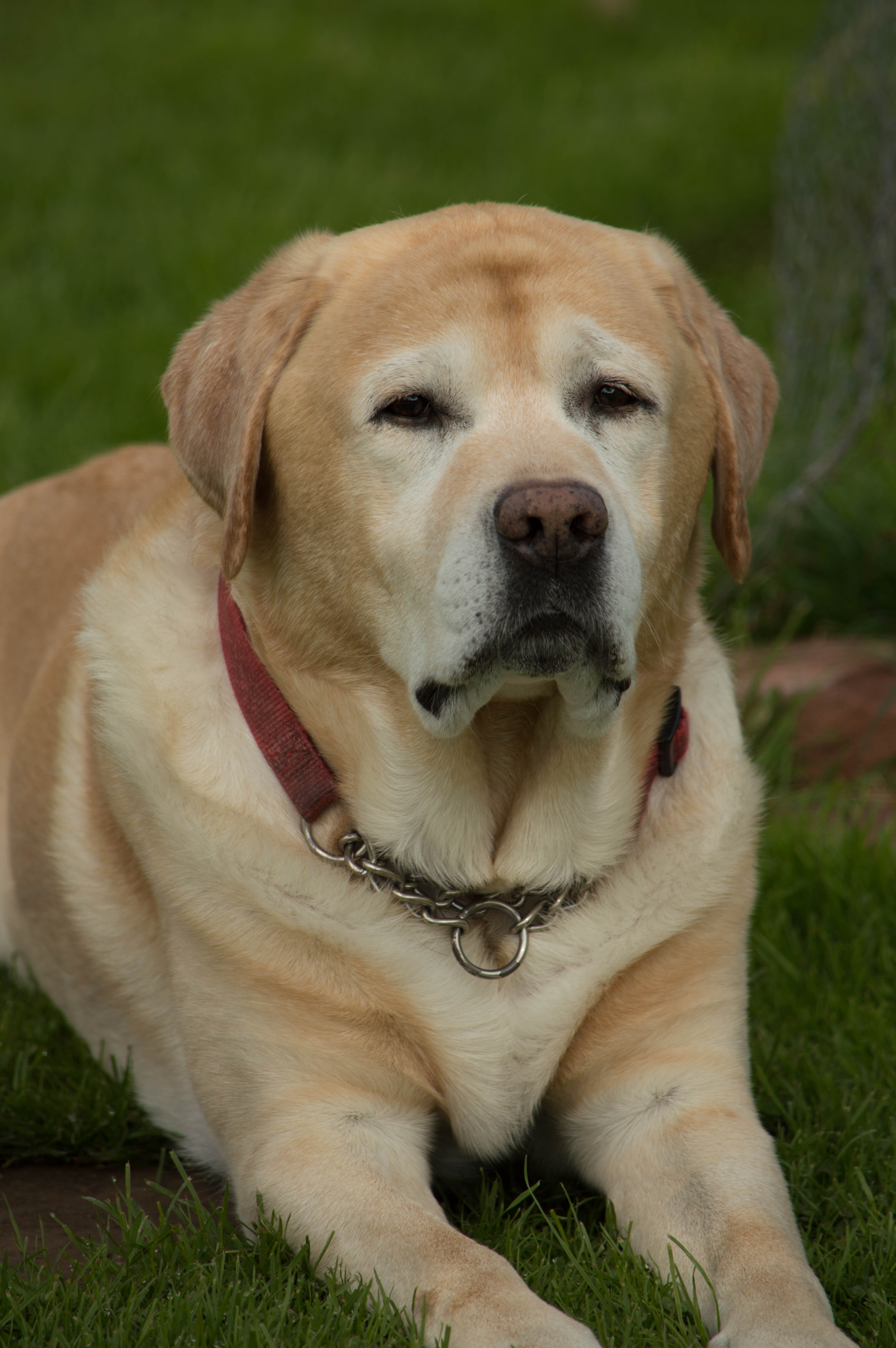 Relaxed dog portrait outdoors