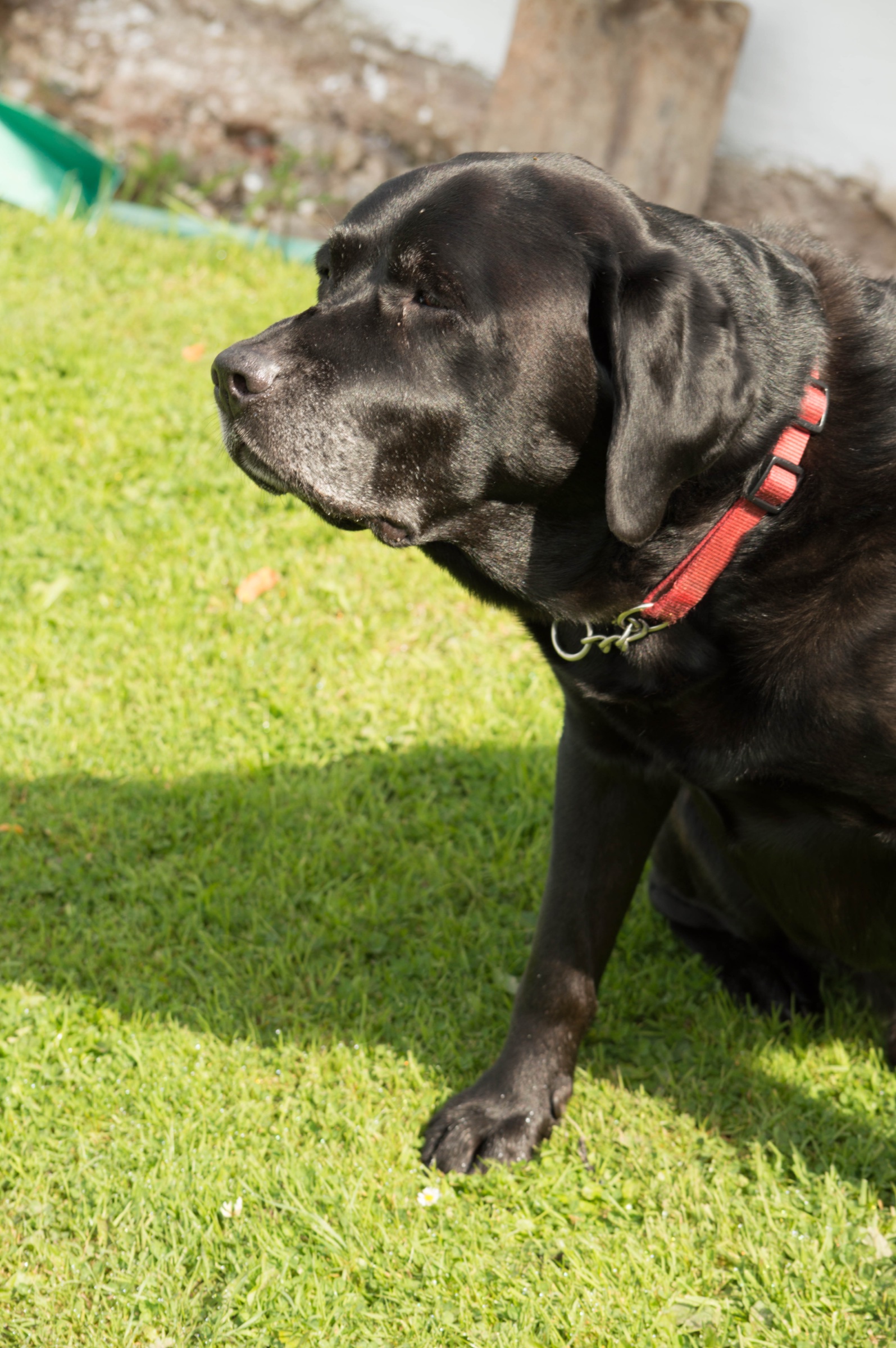 Black Labrador portrait outdoors