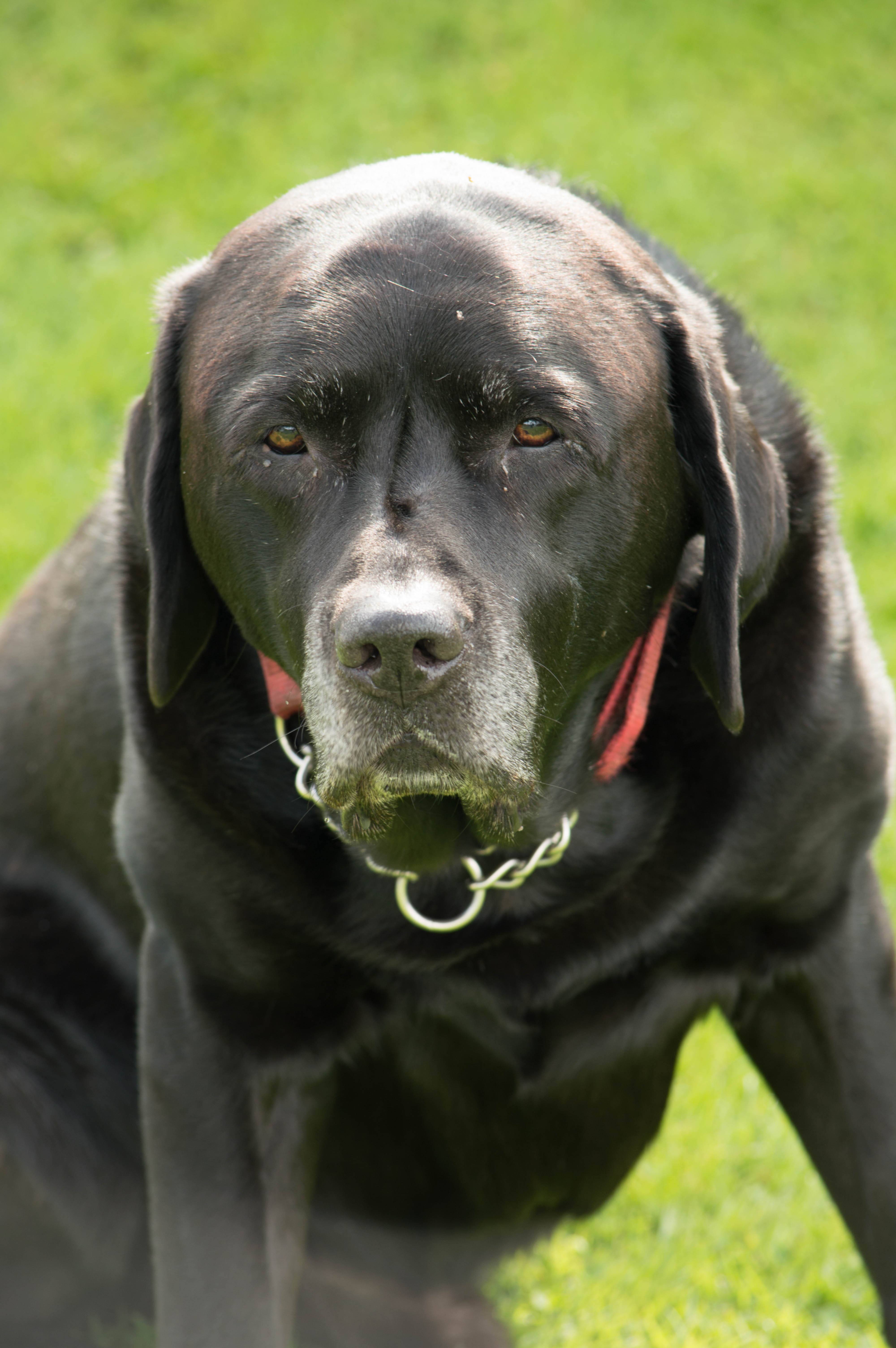 Black Labrador photographed outdoors