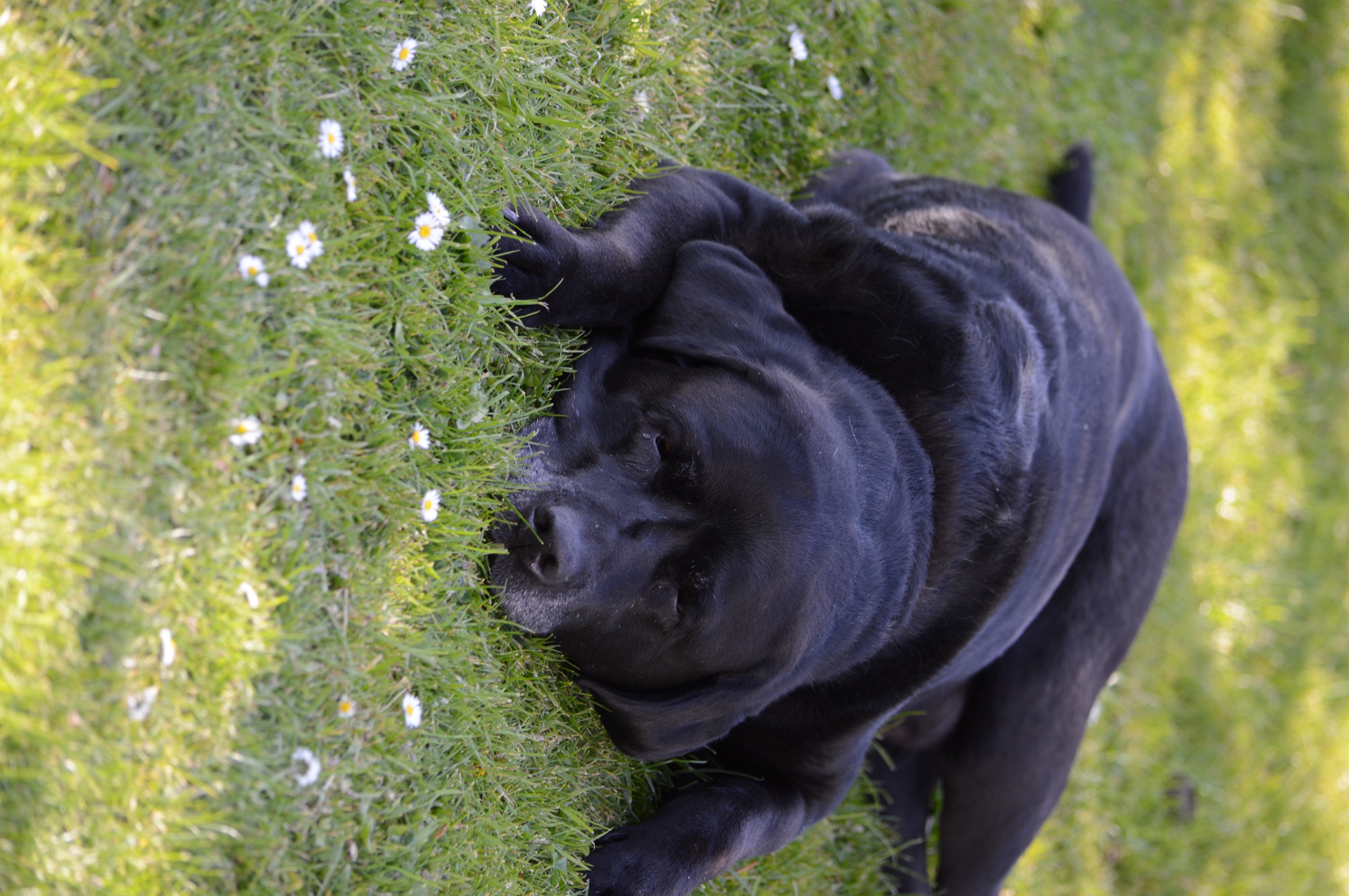 Dog portrait showing personality and character