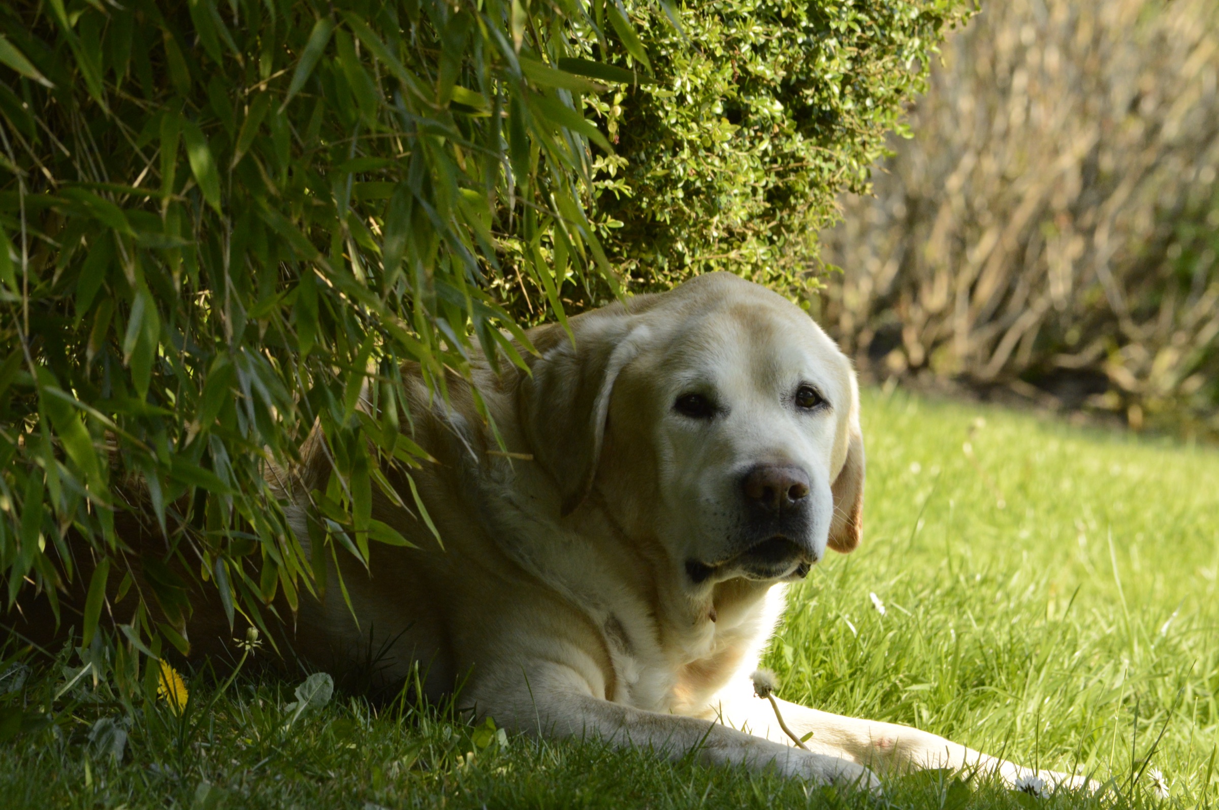 Labrador portrait in a garden setting