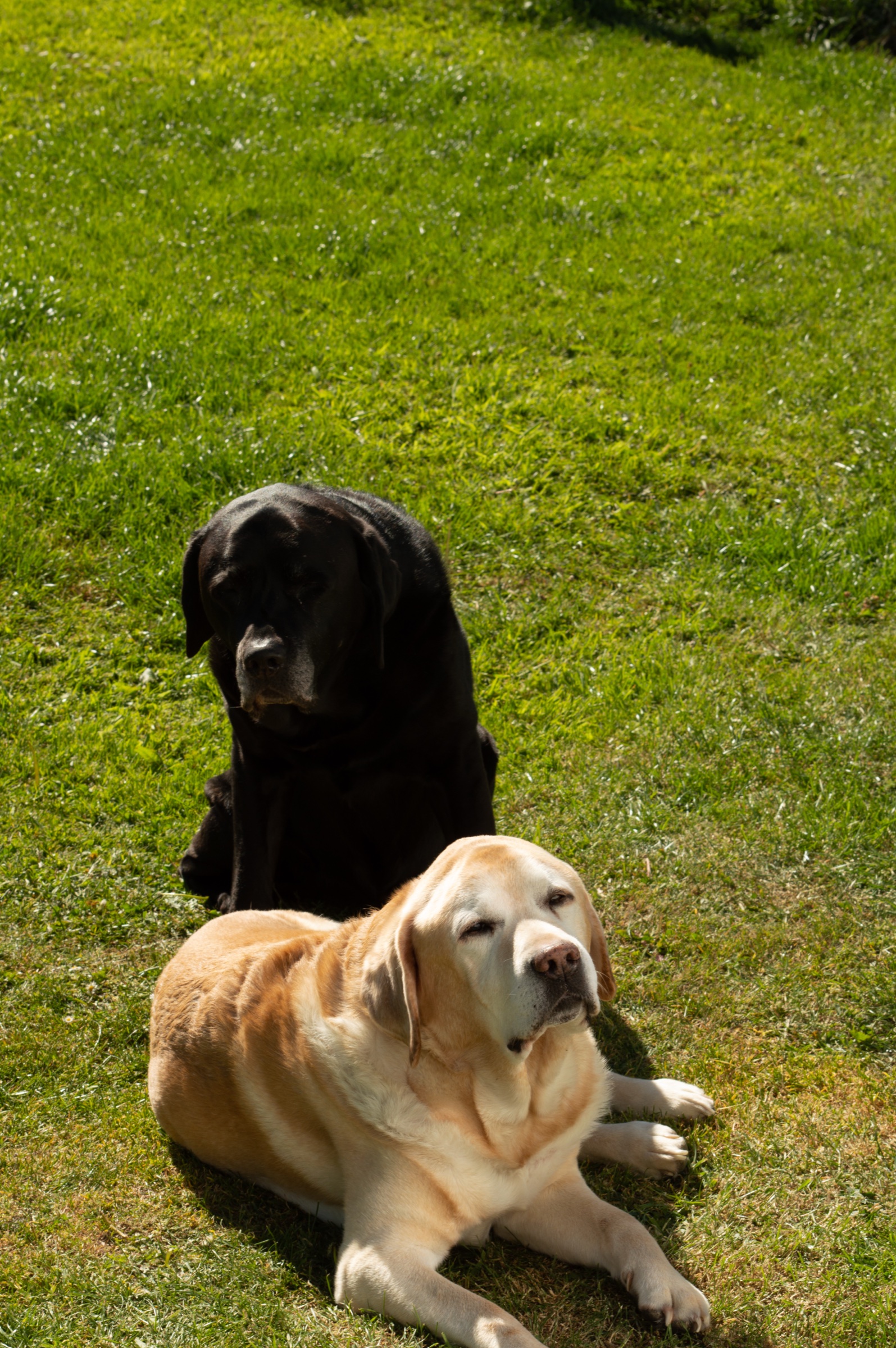 Dog photography available as a print