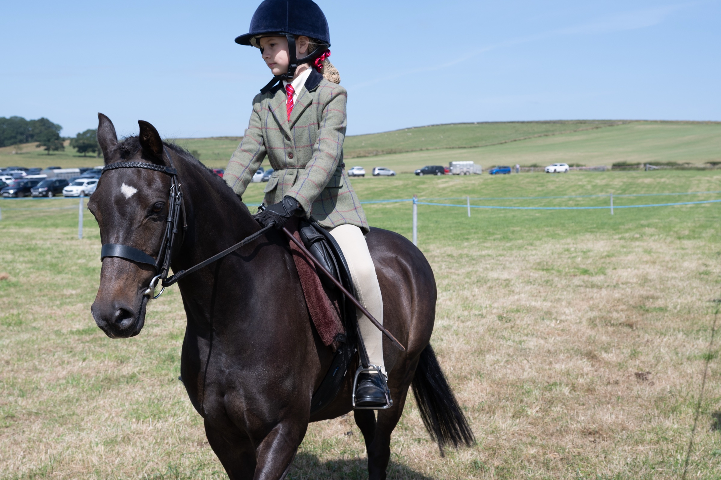 Close portrait of a horse and rider