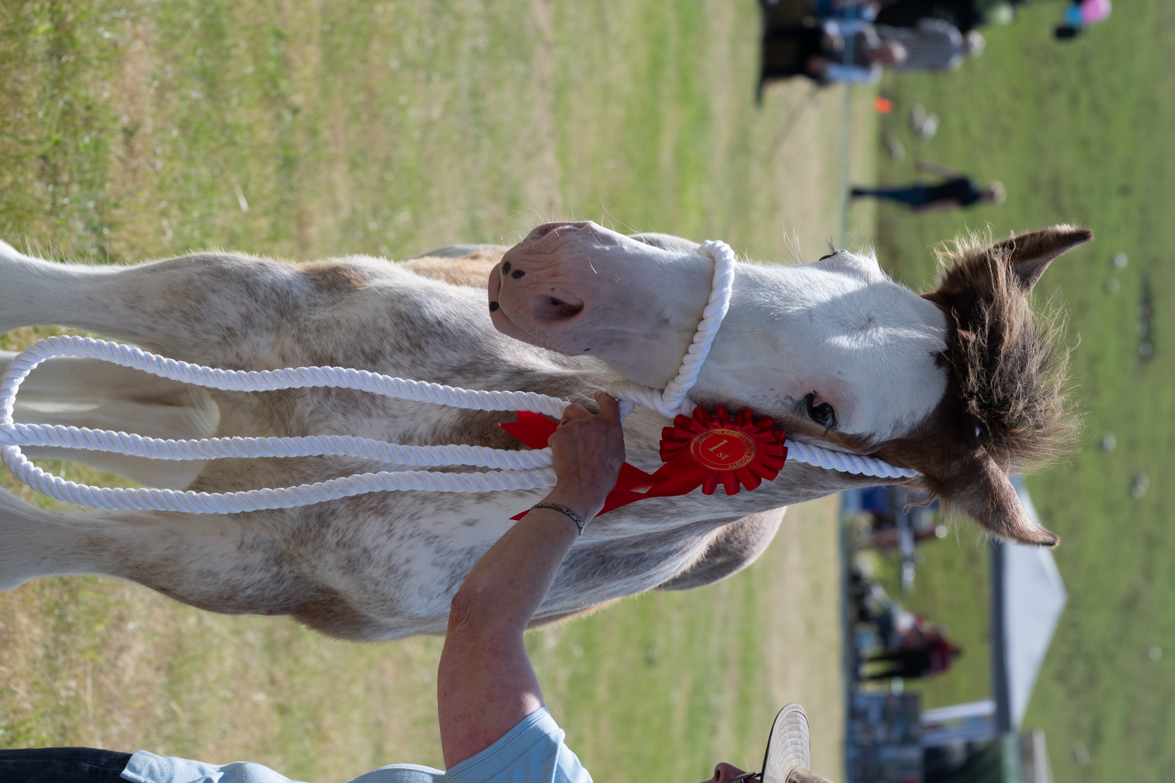 First prize horse at Gilsland Country Show 2026