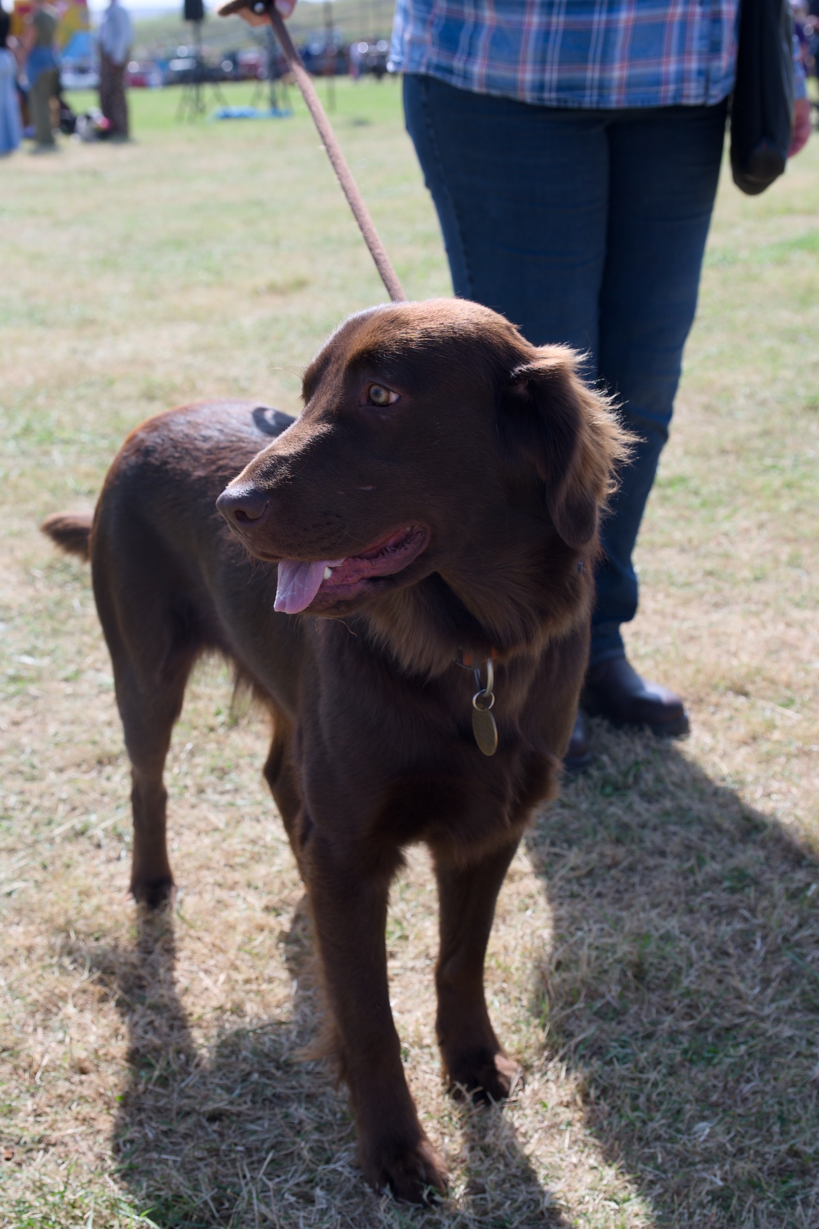 Dog at Gilsland Country Show 2026