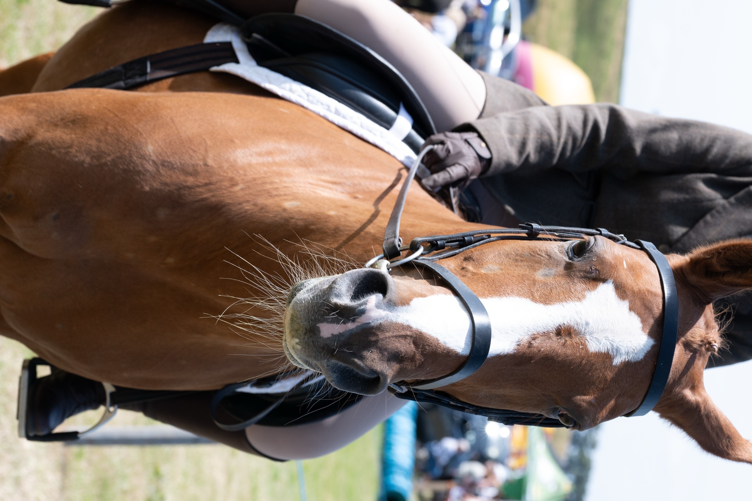 Equestrian photography available as a print